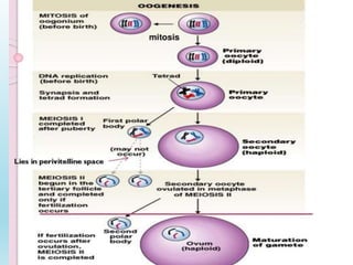 Gametogenesis conversion of germ cells into male and female gametes.ppt