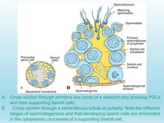 Gametogenesis conversion of germ cells into male and female gametes.ppt