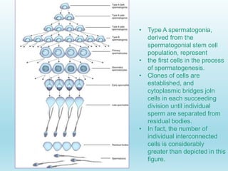 Gametogenesis conversion of germ cells into male and female gametes.ppt