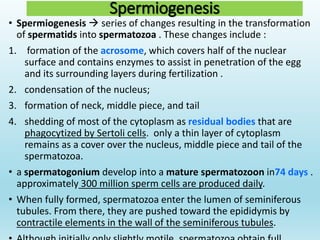 Gametogenesis conversion of germ cells into male and female gametes.ppt