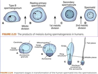 Gametogenesis conversion of germ cells into male and female gametes.ppt