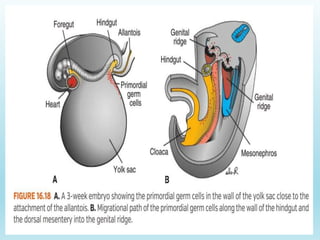 Gametogenesis conversion of germ cells into male and female gametes.ppt