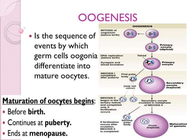 Gametogenesis conversion of germ cells into male and female gametes.ppt