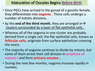 Gametogenesis conversion of germ cells into male and female gametes.ppt