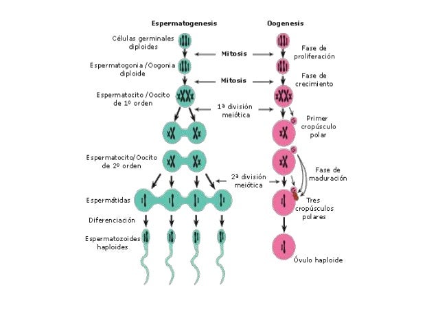 Gametogenesis fecundacion periodo pre embrionario