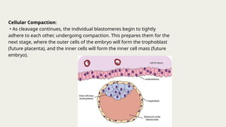 Embryo Compaction Gametogenesis , Fertilisation , Implantation and Early Development of ...