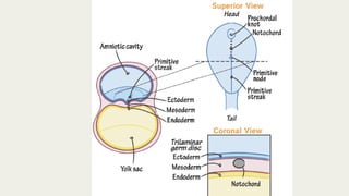 Gametogenesis , Fertilisation , Implantation and Early Development of ...