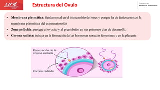 Estructura del Ovulo
• Membrana plasmática: fundamental en el intercambio de iones y porque ha de fusionarse con la
membrana plasmática del espermatozoide
• Zona pelúcida: protege al ovocito y al preembrión en sus primeros días de desarrollo.
• Corona radiata: trabaja en la formación de las hormonas sexuales femeninas y en la placenta
 