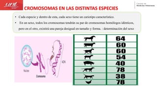 • Cada especie y dentro de esta, cada sexo tiene un cariotipo característico.
• En un sexo, todos los cromosomas tendrán su par de cromosomas homólogos idénticos,
pero en el otro, existirá una pareja desigual en tamaño y forma. : determinación del sexo
CROMOSOMAS EN LAS DISTINTAS ESPECIES
 