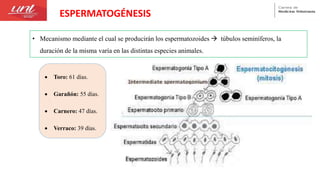 • Mecanismo mediante el cual se producirán los espermatozoides  túbulos seminíferos, la
duración de la misma varía en las distintas especies animales.
ESPERMATOGÉNESIS
 Toro: 61 días.
 Garañón: 55 días.
 Carnero: 47 días.
 Verraco: 39 días.
 