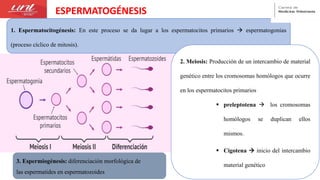 ESPERMATOGÉNESIS
1. Espermatocitogénesis: En este proceso se da lugar a los espermatocitos primarios  espermatogonias
(proceso cíclico de mitosis).
2. Meiosis: Producción de un intercambio de material
genético entre los cromosomas homólogos que ocurre
en los espermatocitos primarios
 preleptotena  los cromosomas
homólogos se duplican ellos
mismos.
 Cigotena  inicio del intercambio
material genético
3. Espermiogénesis: diferenciación morfológica de
las espermatides en espermatozoides
 
