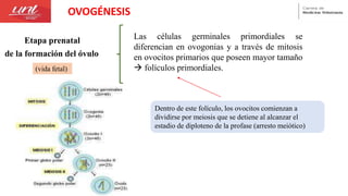 OVOGÉNESIS
Etapa prenatal
de la formación del óvulo
(vida fetal)
Las células germinales primordiales se
diferencian en ovogonias y a través de mitosis
en ovocitos primarios que poseen mayor tamaño
 folículos primordiales.
Dentro de este folículo, los ovocitos comienzan a
dividirse por meiosis que se detiene al alcanzar el
estadio de diploteno de la profase (arresto meiótico)
 