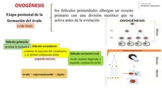 OVOGÉNESIS
Etapa postnatal de la
formación del óvulo
(vida fetal)
los folículos primordiales albergan un ovocito
primario con una división meiótico que se
activa antes de la ovulación
folículo primario
folículo secundario
folículo terciario/Graf
termina la meiosis I
contiene la mayoría del citoplasma,
y el primer corpúsculo polar
segunda meiosis óvulo maduro haploide y
segundo corpúsculo polar
óvulo + espermatozoide = cigoto
 
