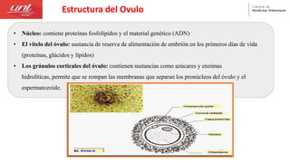 Estructura del Ovulo
• Núcleo: contiene proteínas fosfolípidos y el material genético (ADN)
• El vitelo del óvulo: sustancia de reserva de alimentación de embrión en los primeros días de vida
(proteínas, glúcidos y lípidos)
• Los gránulos corticales del óvulo: contienen sustancias como azúcares y enzimas
hidrolíticas, permite que se rompan las membranas que separan los pronúcleos del óvulo y el
espermatozoide.
 