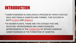 INTRODUCTION
•GAMETOGENESIS IS A BIOLOGICAL PROCESS BY WHICH HAPLOID
MALE AND FEMALE GAMETES ARE FORMED. THIS OCCURS IN
BOTH PLANTS AND ANIMALS.
•IN HIGHER PLANTS, THERE ARE TWO STAGES THAT ARE
INVOLVED- SPOROGENESIS AND GAMETOGENESIS.
SPOROGENESIS IS THE FORMATION OF SPORES WHEREAS
GAMETOGENESIS IS THE FORMATION OF GAMETES.
 