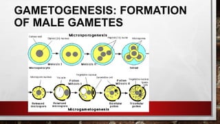 GAMETOGENESIS: FORMATION
OF MALE GAMETES
 