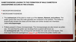 GAMETOGENESIS LEADING TO THE FORMATION OF MALE GAMETES IN
ANGIOSPERMS OCCURS IN TWO STAGES:
• MICROSPOROGENESIS
• MICROGAMETOGENESIS
 The androecium of the plant is made up of the stamen, filament, and anthers. The
pollen grains that carry the male gametes are contained in the anthers. The anther is
anatomically divided into lobes and the lobes are further divided into chambers
called microsporangia.
 Pollens present in these microsporangia. The microsporangia are also known as pollen
sac. It is said that the pollen sac develops from a parent cell known as
the archesporial cell. This archesporial cell divides into outer and inner layers. The
inner layer forms the sporogenous tissue or cell that forms the pollen mother cell.
 