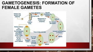 GAMETOGENESIS: FORMATION OF
FEMALE GAMETES
 