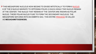 THIS MEGASPORE NUCLEUS NOW BEGINS TO DIVIDE MITOTICALLY TO FORM 8 NUCLEI.
6 OF THE 8 NUCLEI MIGRATE TO OPPOSING POLES (3 EACH) WHILE TWO NUCLEI REMAIN
AT THE CENTER. THE NUCLEI THAT REMAIN AT THE CENTER ARE KNOWN AS POLAR
NUCLEI. THESE POLAR NUCLEI FUSE TO FORM THE SECONDARY NUCLEUS. THE
MEGASPORE MATURES INTO AN EMBRYO SAC. THIS ENTIRE PROCESS IS CALLED
AS MEGAGAMETOGENESIS.
 
