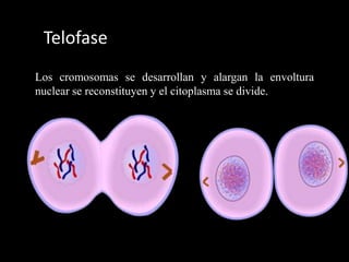 Telofase
Los cromosomas se desarrollan y alargan la envoltura
nuclear se reconstituyen y el citoplasma se divide.
 