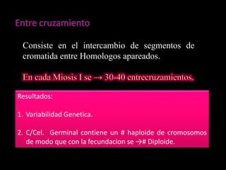 Consiste en el intercambio de segmentos de
cromatida entre Homologos apareados.
Resultados:
1. Variabilidad Genetica.
2. C/Cel. Germinal contiene un # haploide de cromosomos
de modo que con la fecundacion se →# Diploide.
 