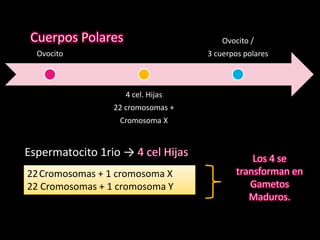 Ovocito
4 cel. Hijas
22 cromosomas +
Cromosoma X
Ovocito /
3 cuerpos polares
Espermatocito 1rio →
22Cromosomas + 1 cromosoma X
22 Cromosomas + 1 cromosoma Y
 