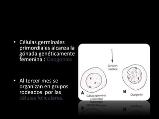 • Células germinales
primordiales alcanza la
gónada genéticamente
femenina : Ovogonios
• Al tercer mes se
organizan en grupos
rodeados por las
células foliculares.
 