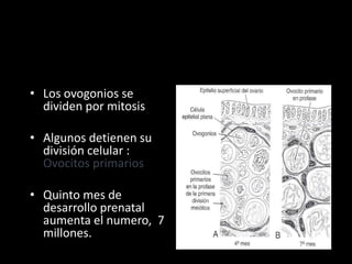 • Los ovogonios se
dividen por mitosis
• Algunos detienen su
división celular :
Ovocitos primarios
• Quinto mes de
desarrollo prenatal
aumenta el numero, 7
millones.
 