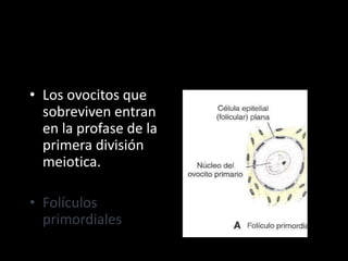 • Los ovocitos que
sobreviven entran
en la profase de la
primera división
meiotica.
• Folículos
primordiales
 