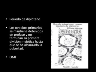 • Periodo de diploteno
• Los ovocitos primarios
se mantiene detenidos
en profase y no
terminan su primera
división meiótica hasta
que se ha alcanzado la
pubertad.
• OMI
 
