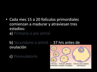 • Cada mes 15 a 20 folículos primordiales
comienzan a madurar y atraviesan tres
estadios:
a) Primario o pre antral
b) Secundario o antral = 37 hrs antes de
ovulación
c) Preovulatorio
 