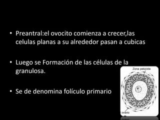 • Preantral:el ovocito comienza a crecer,las
celulas planas a su alrededor pasan a cubicas
• Luego se Formación de las células de la
granulosa.
• Se de denomina folículo primario
 