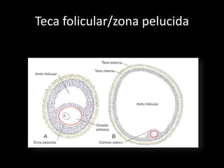 Teca folicular/zona pelucida
 