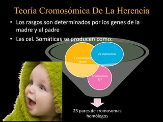 Teoría Cromosómica De La Herencia
• Los rasgos son determinados por los genes de la
madre y el padre
• Las cel. Somáticas se producen como:
23 pares de cromosomas
homólogos
Cromosoma
X/Y
1 cromosoma
sexual
22 autosomas
 