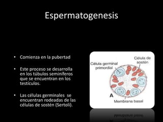 Espermatogenesis
• Comienza en la pubertad
• Este proceso se desarrolla
en los túbulos seminíferos
que se encuentran en los
testículos.
• Las células germinales se
encuentran rodeadas de las
células de sostén (Sertoli).
 