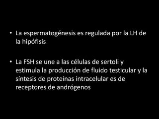 • La espermatogénesis es regulada por la LH de
la hipófisis
• La FSH se une a las células de sertoli y
estimula la producción de fluido testicular y la
síntesis de proteínas intracelular es de
receptores de andrógenos
 