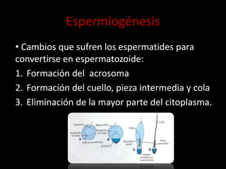 • Cambios que sufren los espermatides para
convertirse en espermatozoide:
1. Formación del acrosoma
2. Formación del cuello, pieza intermedia y cola
3. Eliminación de la mayor parte del citoplasma.
Espermiogénesis
 