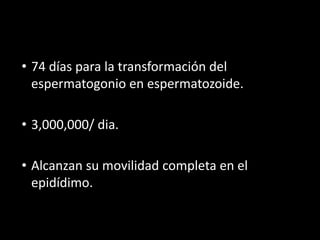 • 74 días para la transformación del
espermatogonio en espermatozoide.
• 3,000,000/ dia.
• Alcanzan su movilidad completa en el
epidídimo.
 