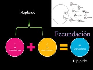 ♀
23
cromosomas
♂
23
cromosomas
46
Cromosomas
Haploide
Diploide
 