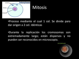 Mitosis
•Proceso mediante el cual 1 cel. Se divide para
dar origen a 2 cel. Idénticas
•Durante la replicación los cromosomas son
extremadamente largo; están dispersos y no
pueden ser reconocidos en microscopio.
 