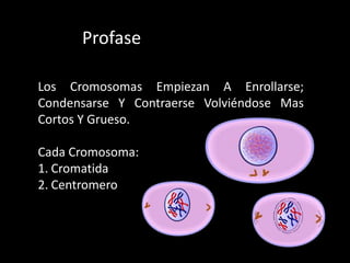 Profase
Los Cromosomas Empiezan A Enrollarse;
Condensarse Y Contraerse Volviéndose Mas
Cortos Y Grueso.
Cada Cromosoma:
1. Cromatida
2. Centromero
 