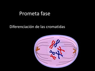 Prometa fase
Diferenciación de las cromatidas
 