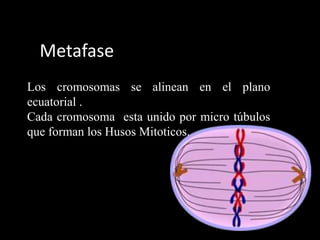 Metafase
Los cromosomas se alinean en el plano
ecuatorial .
Cada cromosoma esta unido por micro túbulos
que forman los Husos Mitoticos.
 
