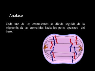 Anafase
Cada uno de los cromosomas se divide seguida de la
migración de las cromatidas hacia los polos opuestos del
huso.
 
