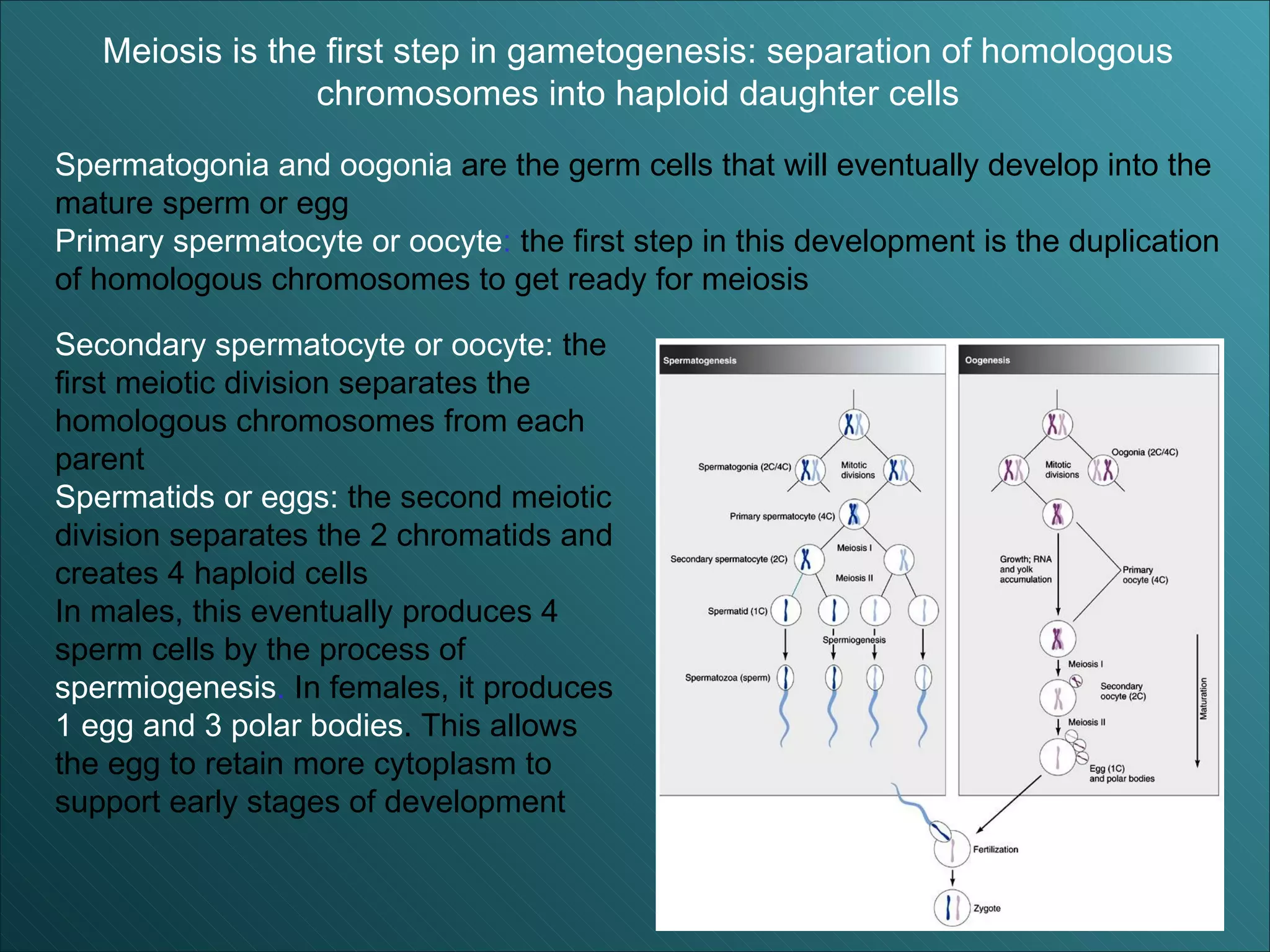 Gametogenesis ppt | PPT