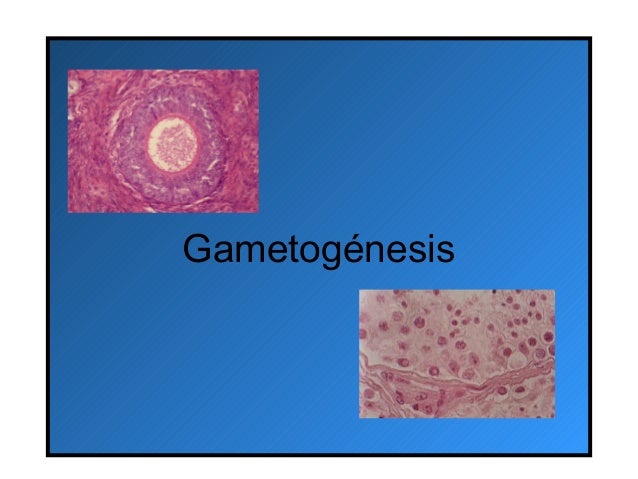 Gametogenesis practica