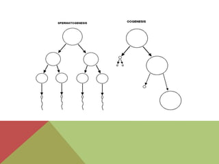 Gametogenesis project | PPTX