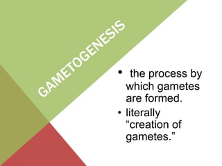Gametogenesis project | PPTX
