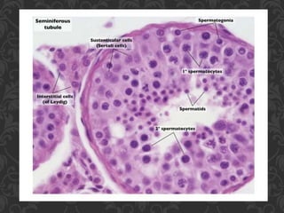 Gametogenesis Microscope