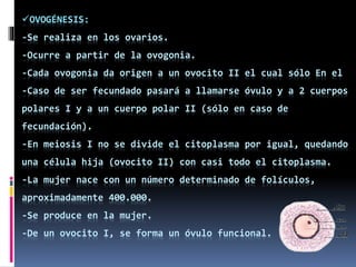 OVOGÉNESIS:
-Se realiza en los ovarios.
-Ocurre a partir de la ovogonia.
-Cada ovogonia da origen a un ovocito II el cual sólo En el
-Caso de ser fecundado pasará a llamarse óvulo y a 2 cuerpos
polares I y a un cuerpo polar II (sólo en caso de
fecundación).
-En meiosis I no se divide el citoplasma por igual, quedando
una célula hija (ovocito II) con casi todo el citoplasma.
-La mujer nace con un número determinado de folículos,
aproximadamente 400.000.
-Se produce en la mujer.
-De un ovocito I, se forma un óvulo funcional.
 